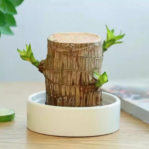 Brazilian Wood Water Lucky Wood Hydroponic Four Seasons Plants