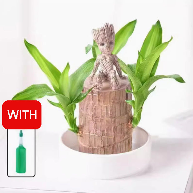 Brazilian Wood Water Lucky Wood Hydroponic Four Seasons Plants
