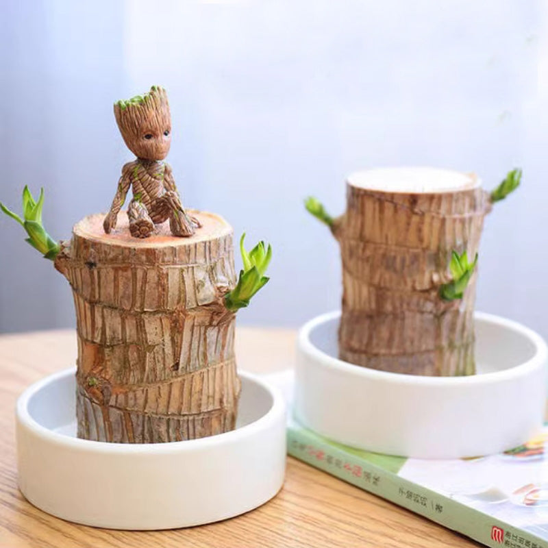 Brazilian Wood Water Lucky Wood Hydroponic Four Seasons Plants