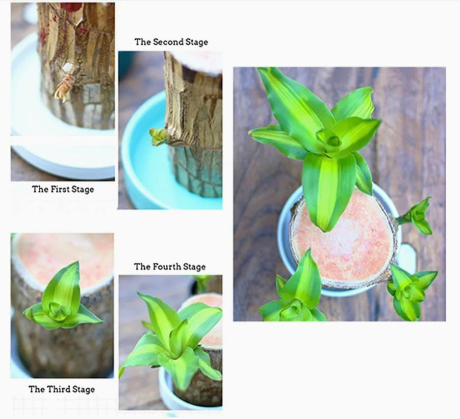 Brazilian Wood Water Lucky Wood Hydroponic Four Seasons Plants